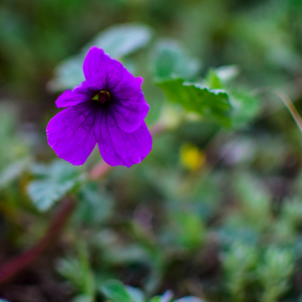 Purple flower