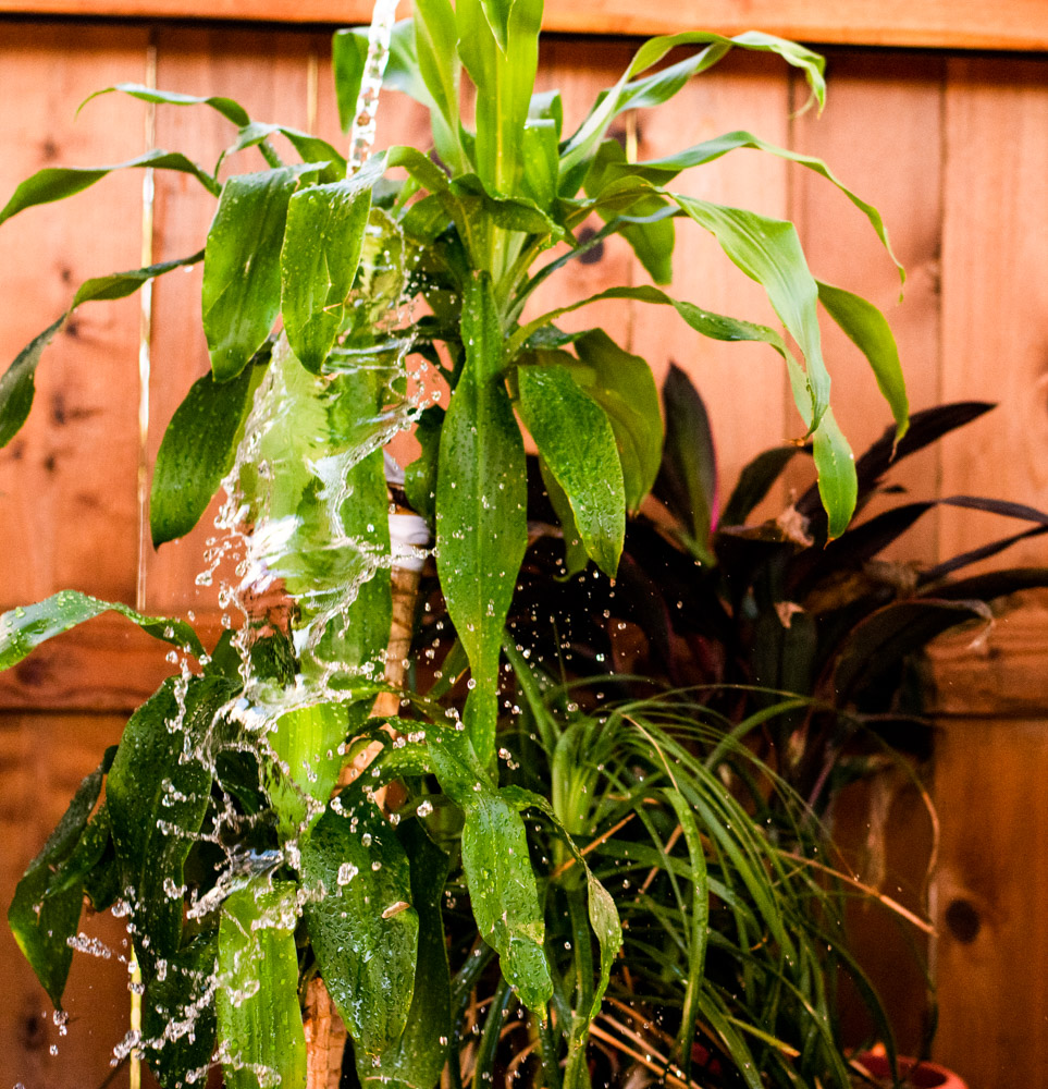 Water splashing on plant