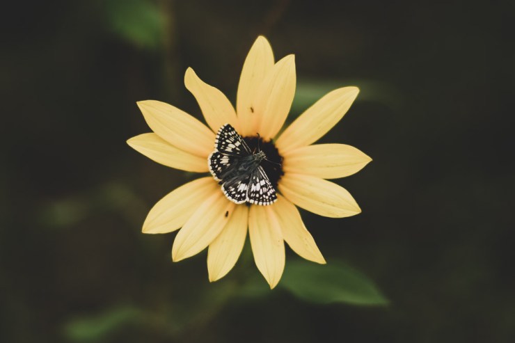 Yellow flower with butterfly