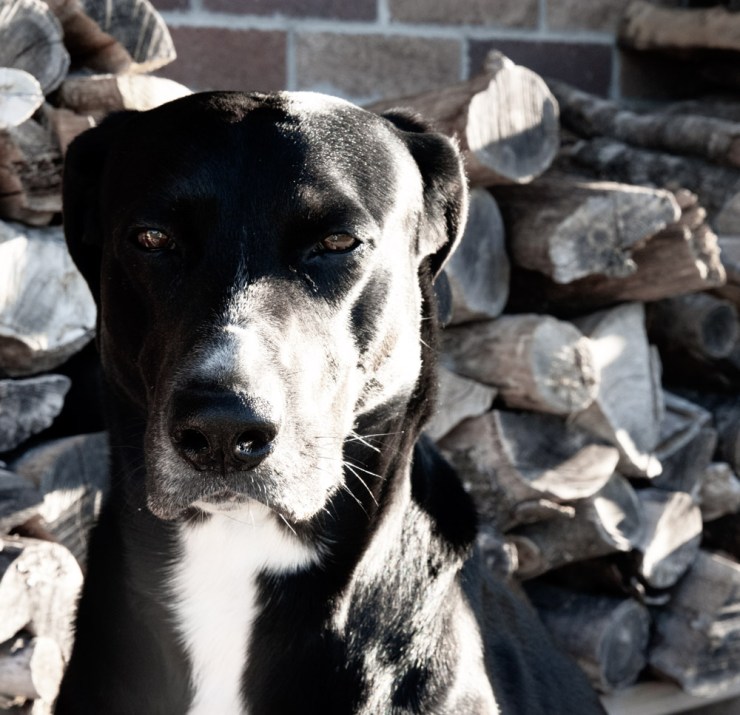 Black-and-white dog sitting in front of stacked firewood