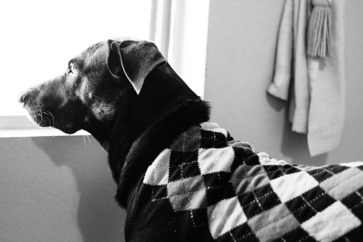 Black-and-white dog wearing a sweater and looking out the window