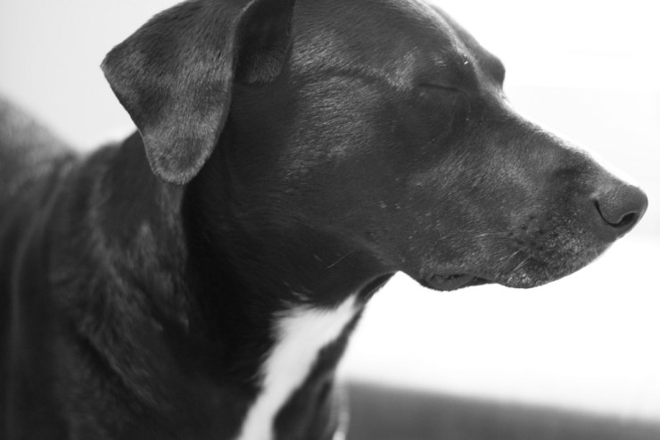 Black-and-white dog with eyes closed
