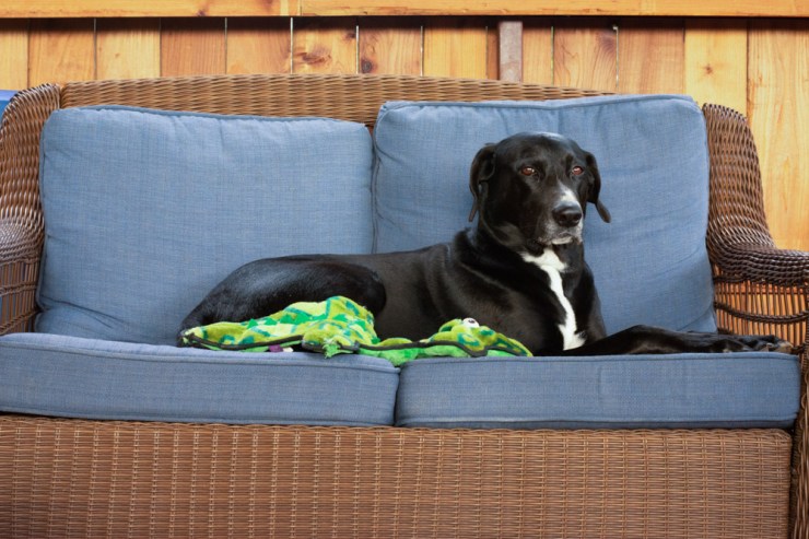 Black-and-white dog with toy lying on sofa