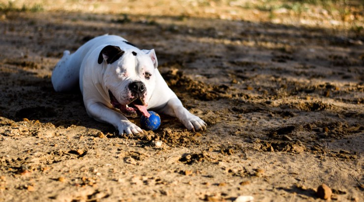 Bulldog with toy