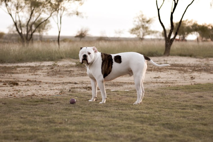 Bulldog standing in yard