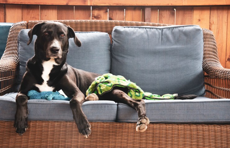 Black-and-white dog with toys sitting on sofa