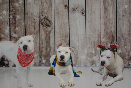 Photomontage featuring three white dogs in front of wood-look backdrop
