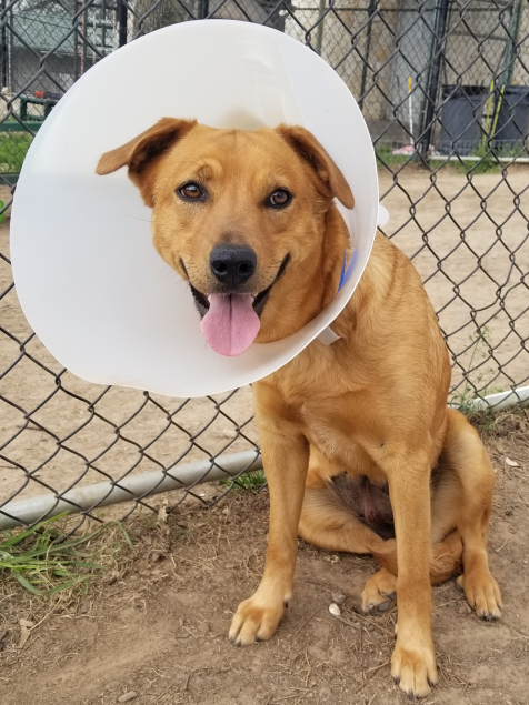 Golden brown dog with cone