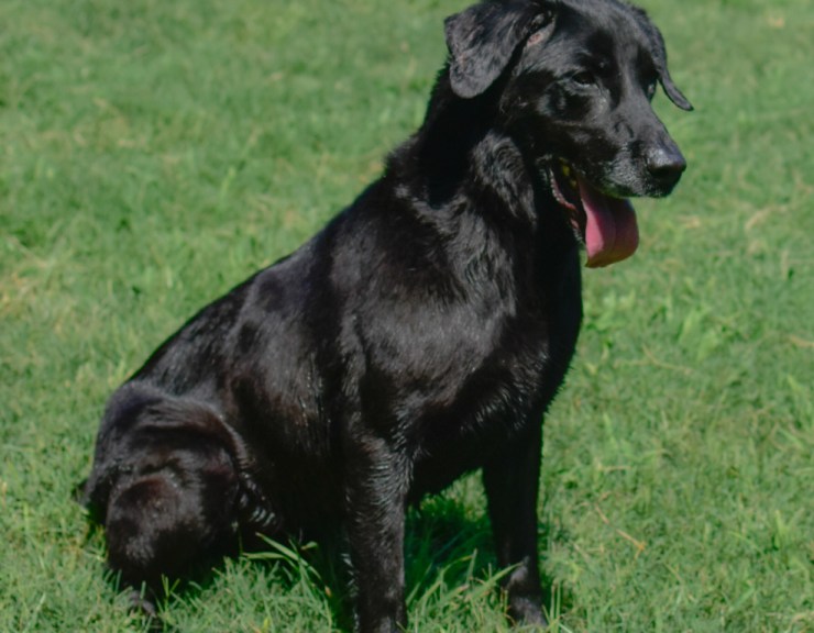Black dog sitting in green grass
