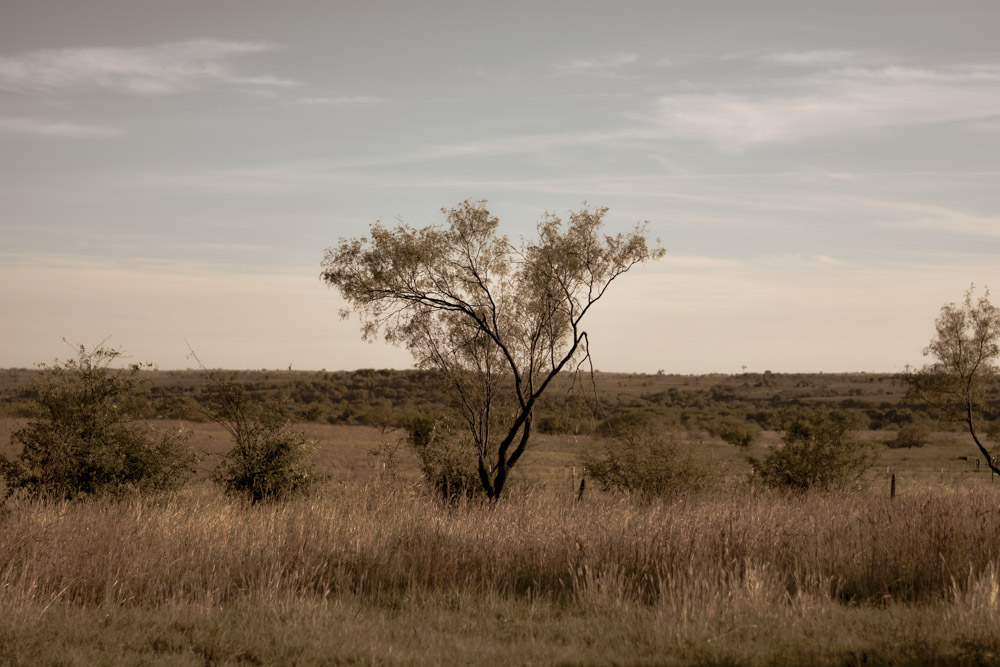 Tree in a field