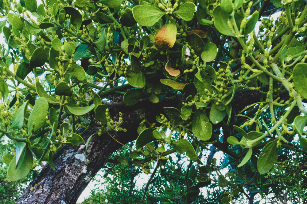Branch with green leaves
