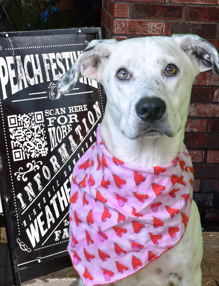 Dog sitting in front of sign