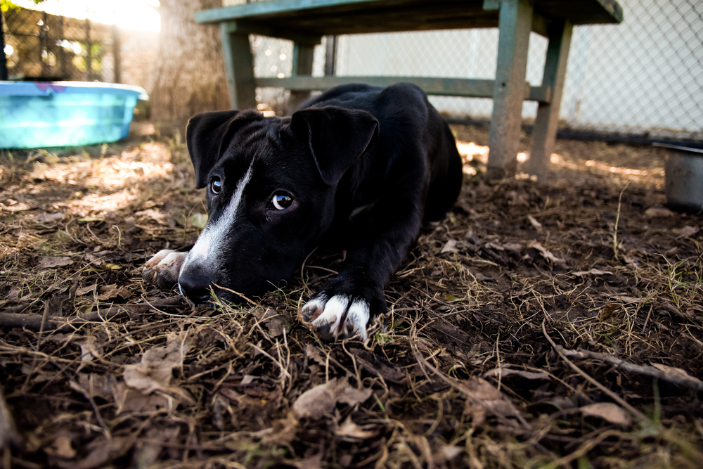 Black-and-white puppy